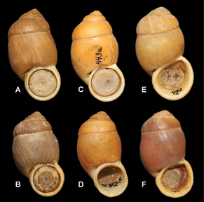 Examples of Pollicaria from Vietnam