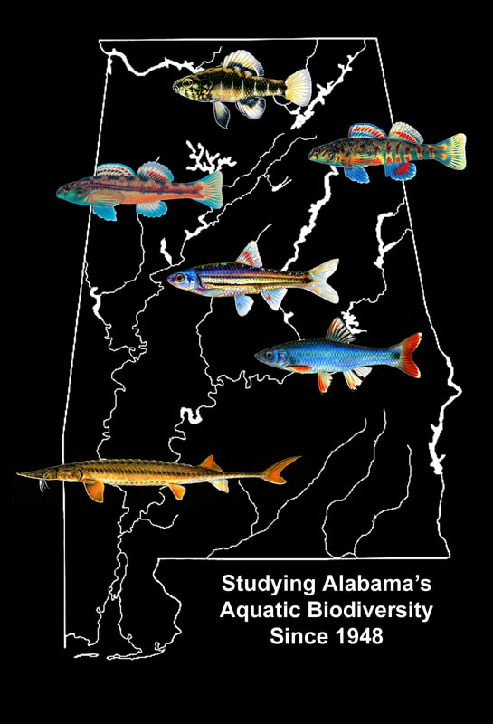The University of Alabama Ichthyological Collection. Studying Alabama's aquatic biodiversity since 1948.