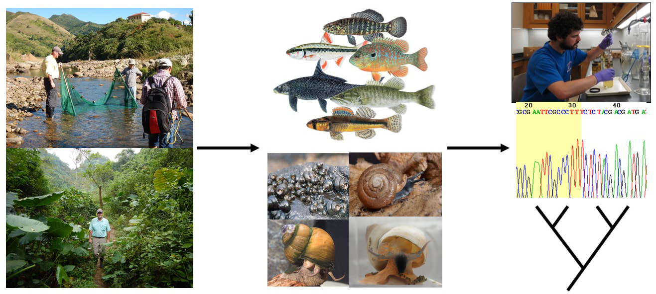Figure summarizing research work flow in Harris lab, field collections of fishes or snails leading to museum work, DNA sequencing, and proposing phylogenetic hypotheses (trees).
